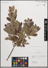 Foto von Salix cinerea L.